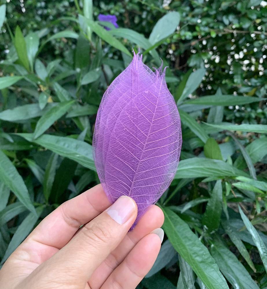 100 Pcs Mixed Colors 4-5 Inches Skeleton Leaves Rubber Tree Natural Scrapbook Craft, Card Wedding, DIY Craft, Bouquets, Seasonal Gift Large Leaves