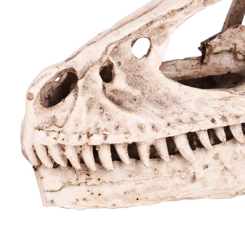 Fdit Resin Dinosaur Skull Model Simulated Animal Skeleton Home Office Decor Craft Teaching Prop