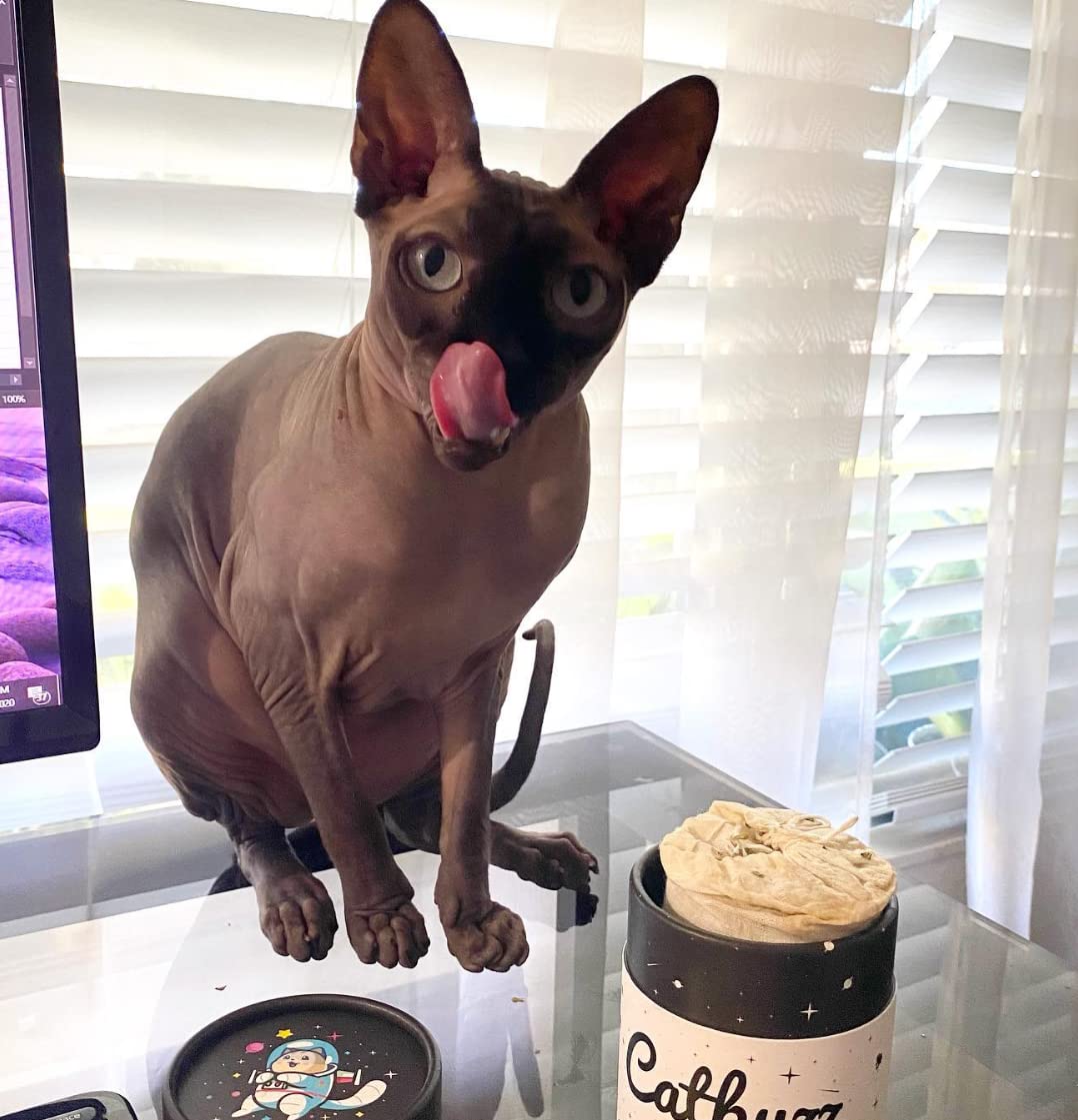 Catbuzz Premium and Organically Grown Catnip, Fresh, Grown by Family Farmers in The USA, All-Natural, Eco-Friendly, Sustainable