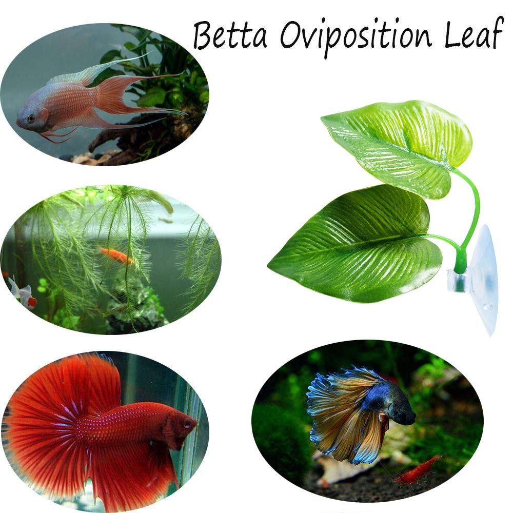 2 Pack Betta Fish Leaf Pad Improves Betta&#39;s Health by Simulating The Natural Habitat - Natural, Organic, Comfortable Rest Area for Fish Aquarium Ornaments