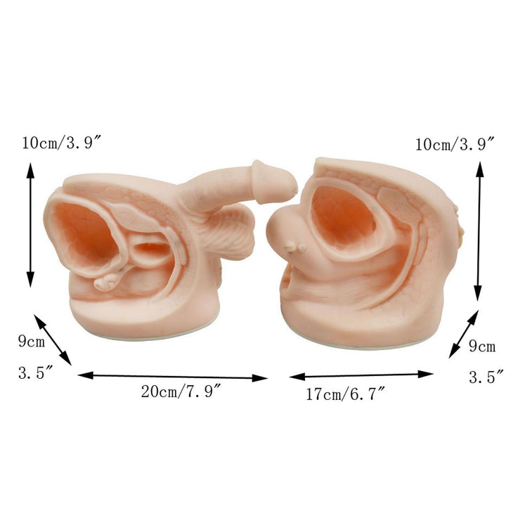 INTBUYING Male and Female Catheter Anatomy Model auatomy Model of Urinary Systemm and Urinary Mold Male and Female Genitals Model for Clinical Teaching