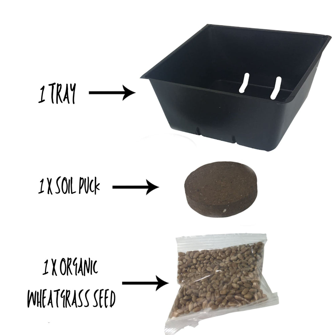 Organic Cat Grass Kit - Includes 1 Tray, 1 Soil Puck, and Non GMO Wheatgrass Seed - A Healthy Treat for Cats, Dogs, Rabbits, and More