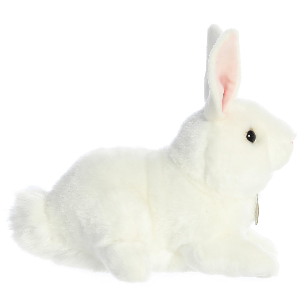 - Miyoni - 10 American White Rabbit