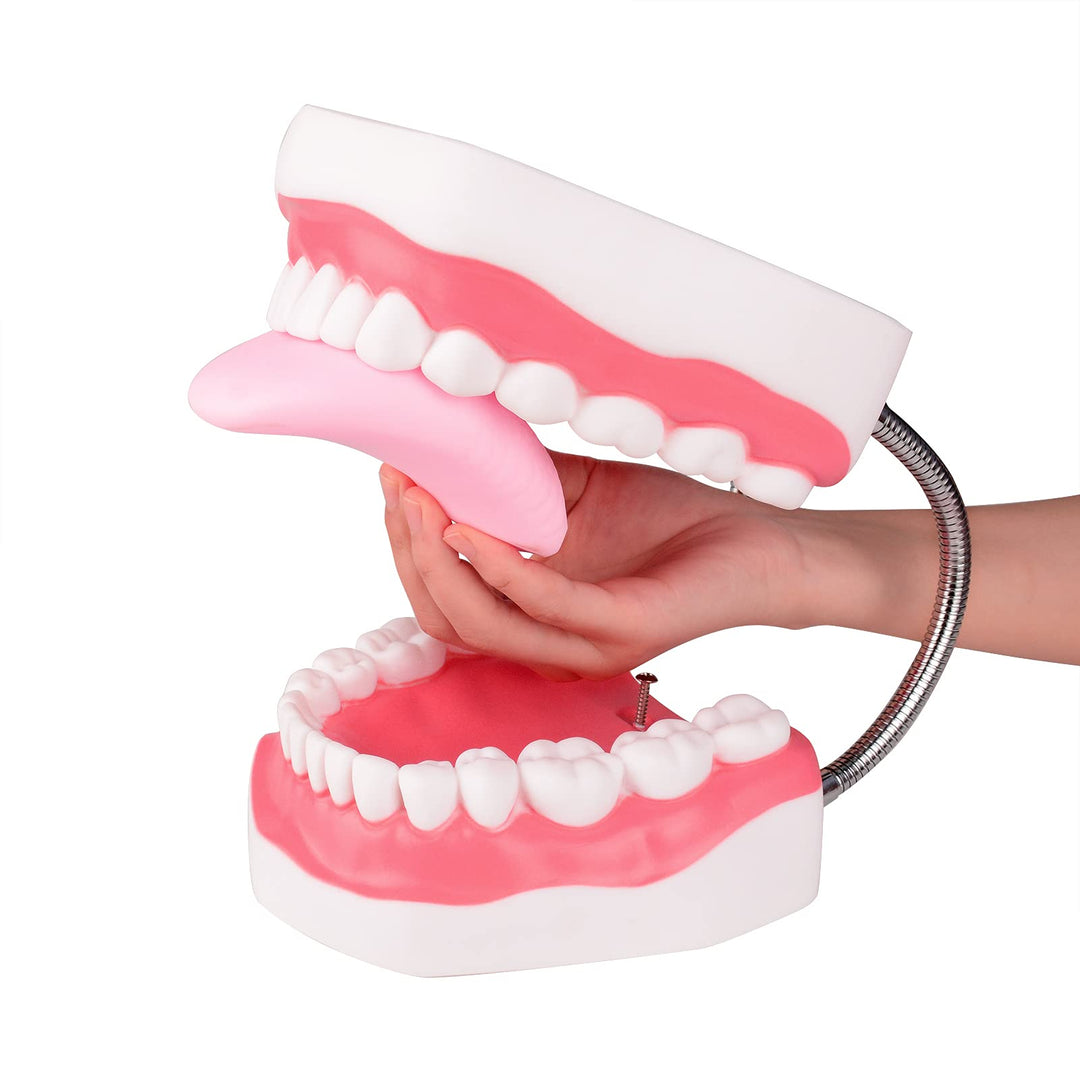 Ultrassist Mouth Model Metal Hinge for Speech Therapy, 