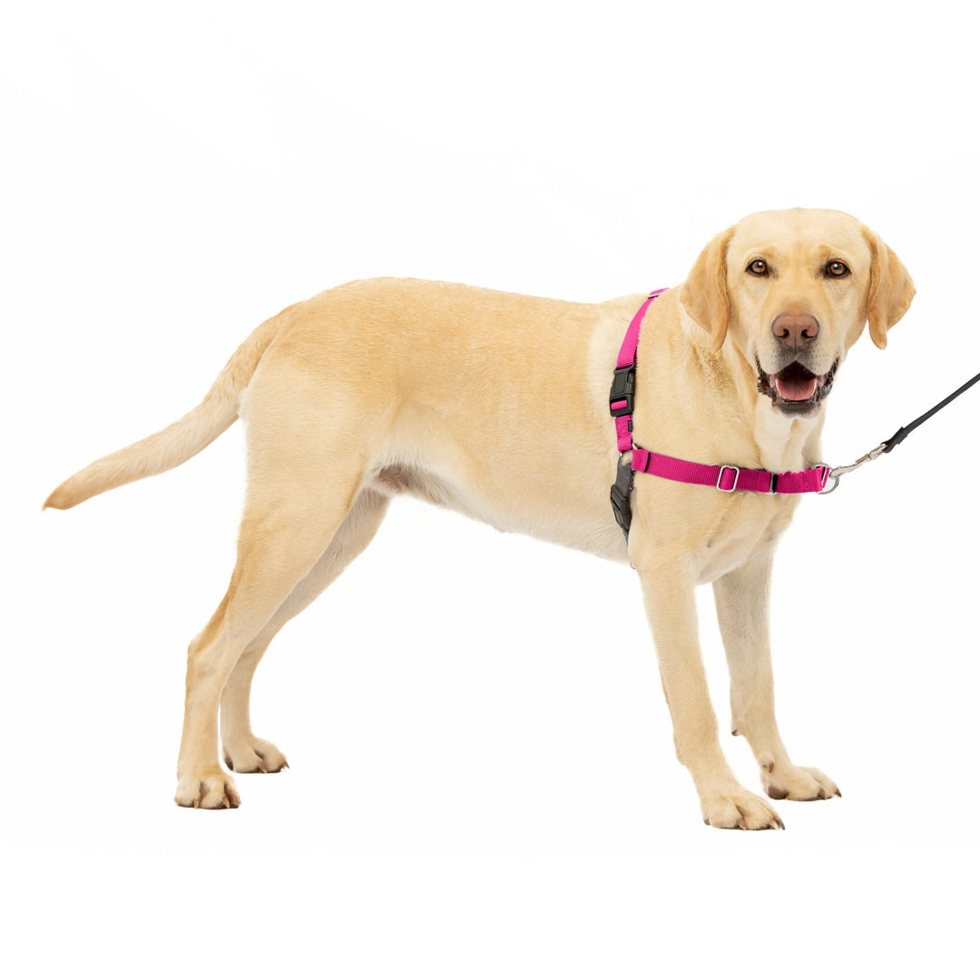 Easy Walk No-Pull Dog Harness - The Ultimate Harness to Help Stop Pulling - Take Control &amp; Teach Better Leash Manners - Helps Prevent Pets Pulling on Walks, Large, Raspberry/Gray