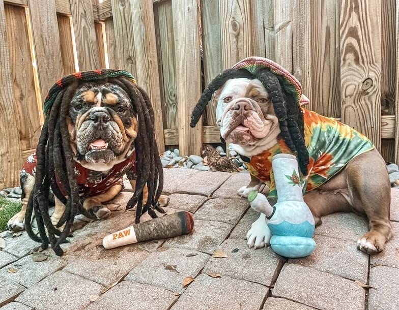 Doggy Doobie - Funny Dog Toys - Plush Squeaky Toys for Medium, Small and Large - Cool Stuffed Cute Gifts for Dog Birthday