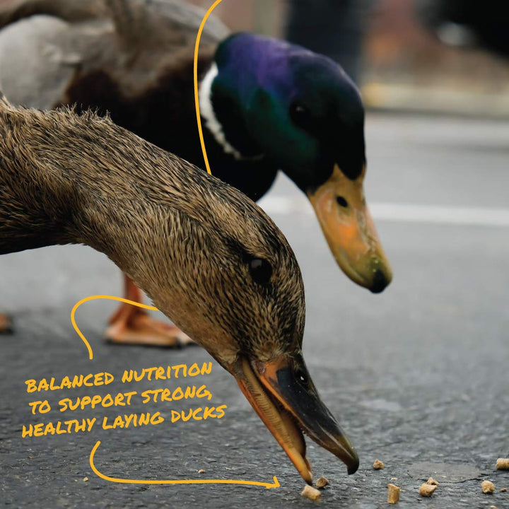 Manna Pro Duck & Goose Layer Pellets, High Protein for Increased Egg Production, Formulated with Probiotics to Supports Gut Health & Digestion, 8 lbs
