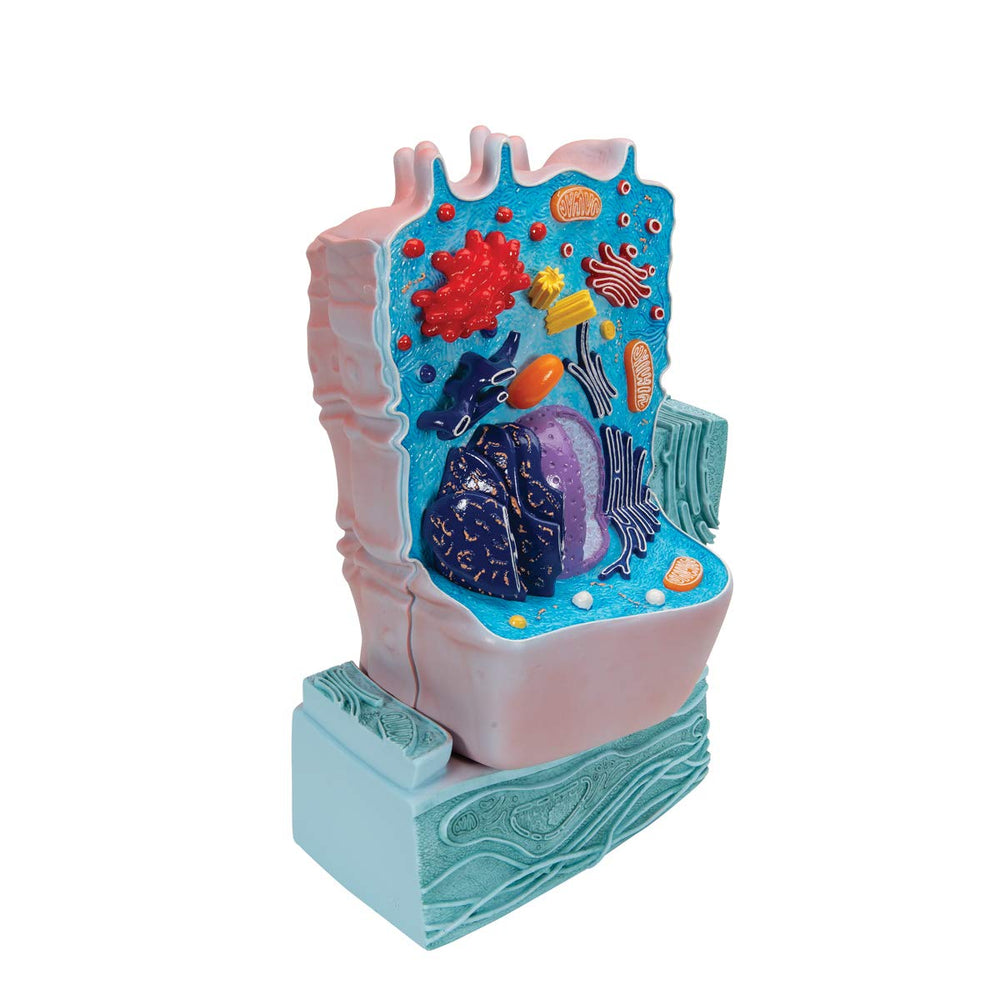 R04 Animal Cell Model, 8.3 x 4.3 x 12.2