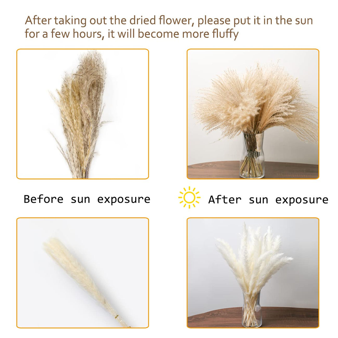 16.92 Dried White Pampas Grass 15 Pcs|Brown Dried Flower 15 Pcs|60 Pcs Natural Bunny Tails, Dried Flower for for Wedding Decoration &amp; Home Arrangement (80 Pcs)