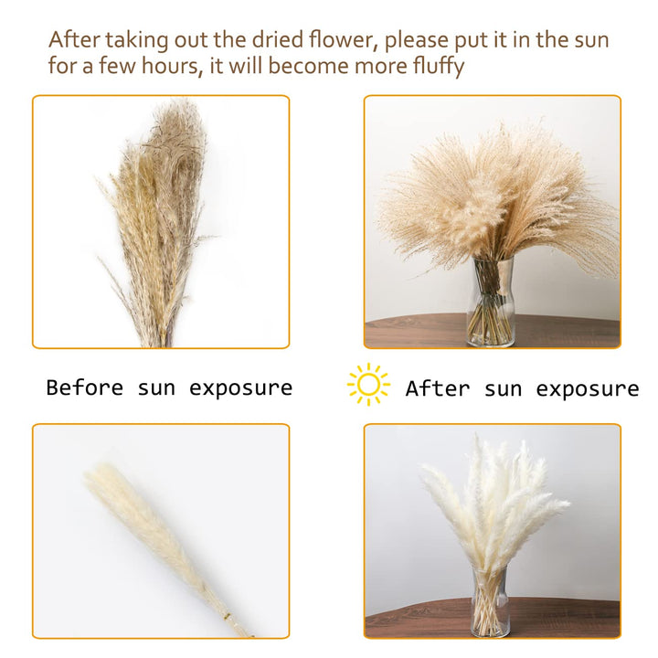 16.92 Dried White Pampas Grass 15 Pcs|Brown Dried Flower 15 Pcs|60 Pcs Natural Bunny Tails, Dried Flower for for Wedding Decoration &amp; Home Arrangement (80 Pcs)