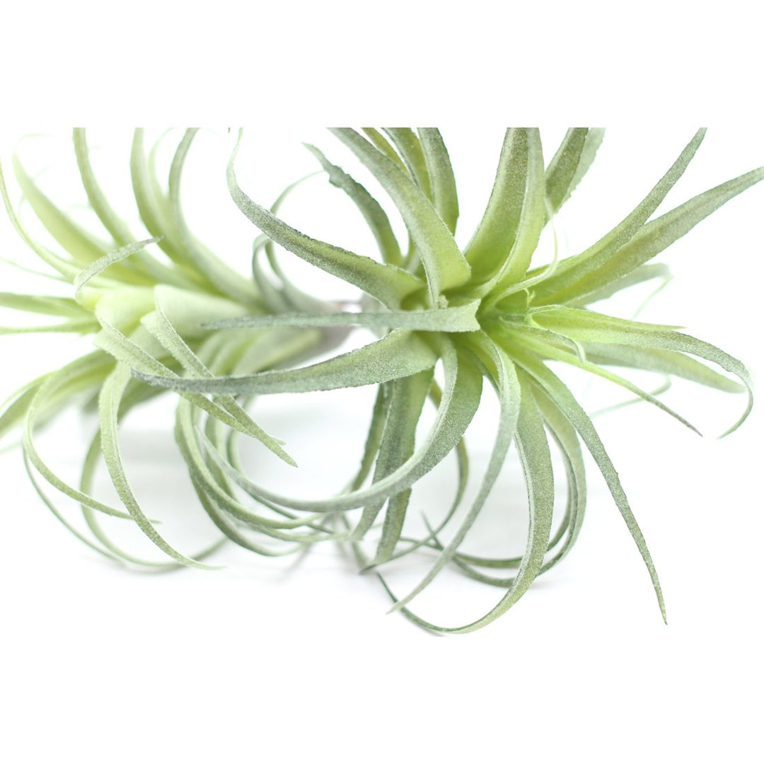 ZJCilected 2PCS Artificial Flocking Tillandsia Air Plan