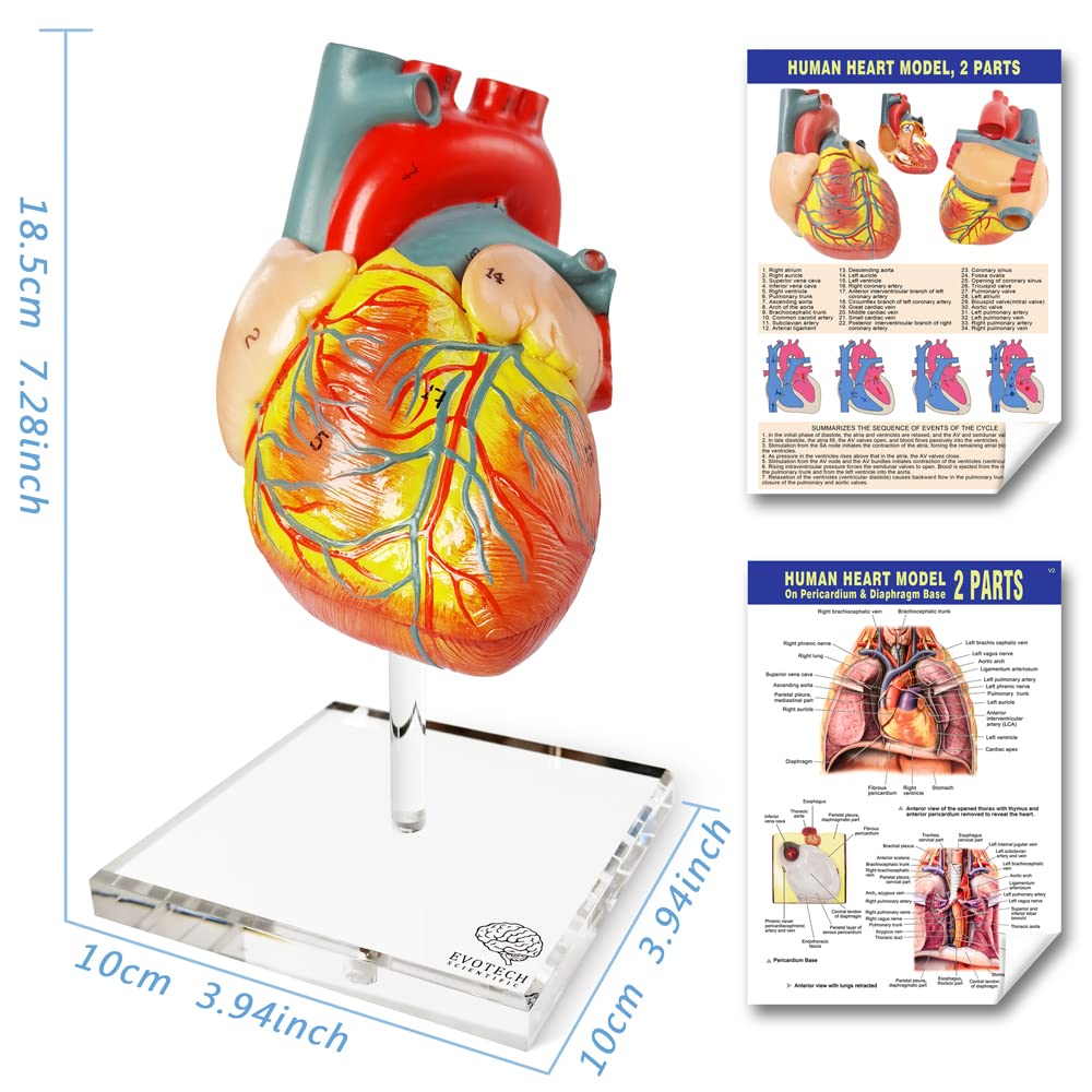 Human Heart Model For Anatomy, 2 - Part Heart Models Anatomy Life Size Medical Heart Model for Classroom and Cardiology Study