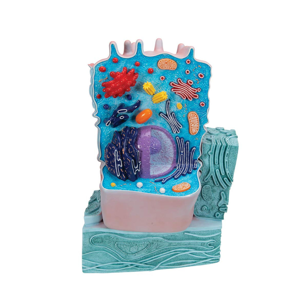 R04 Animal Cell Model, 8.3 x 4.3 x 12.2