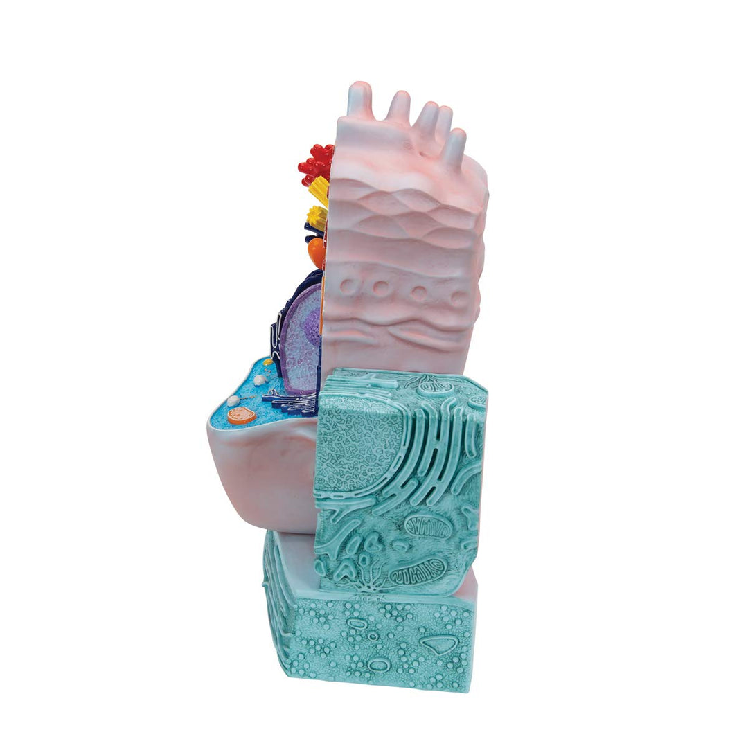 R04 Animal Cell Model, 8.3 x 4.3 x 12.2