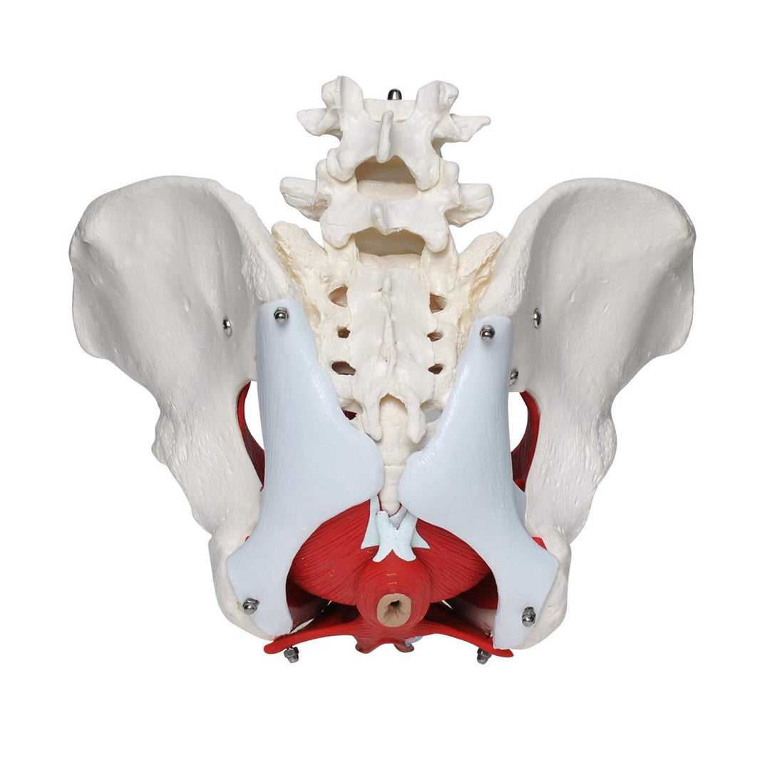 Pelvic Floor Model, Female Pelvis Model, Pelvic Floor Muscle Anatomical Model with Removable Organs for Medical Teaching Students Study Science Education