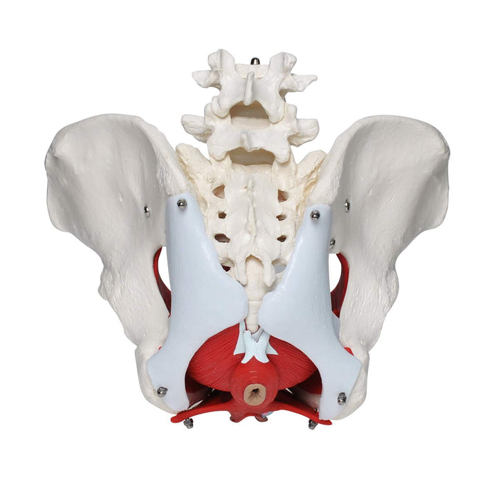 Pelvic Floor Model, Female Pelvis Model, Pelvic Floor Muscle Anatomical Model with Removable Organs for Medical Teaching Students Study Science Education