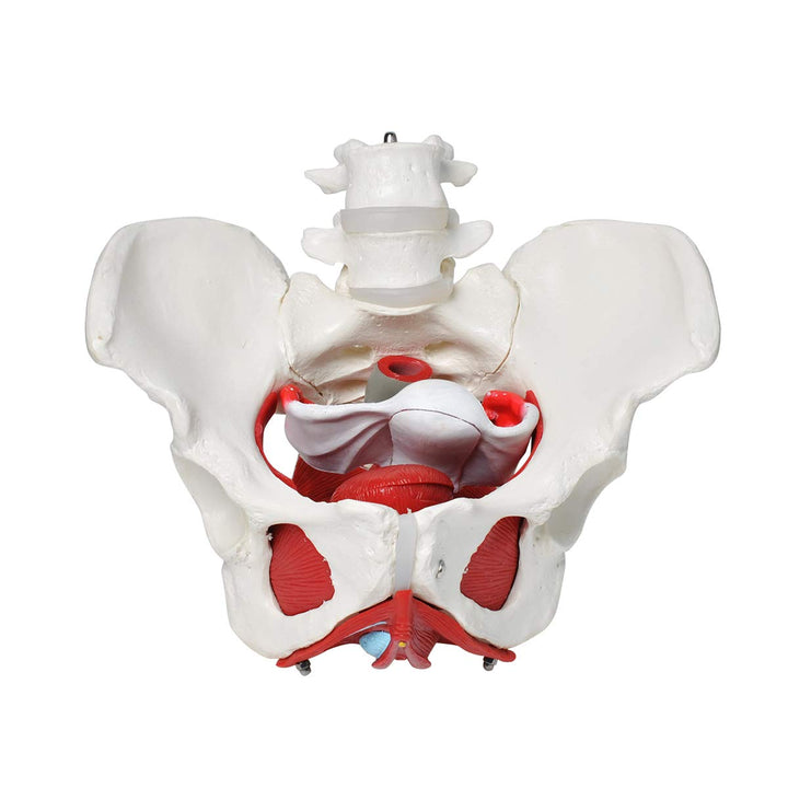Pelvic Floor Model, Female Pelvis Model, Pelvic Floor Muscle Anatomical Model with Removable Organs for Medical Teaching Students Study Science Education
