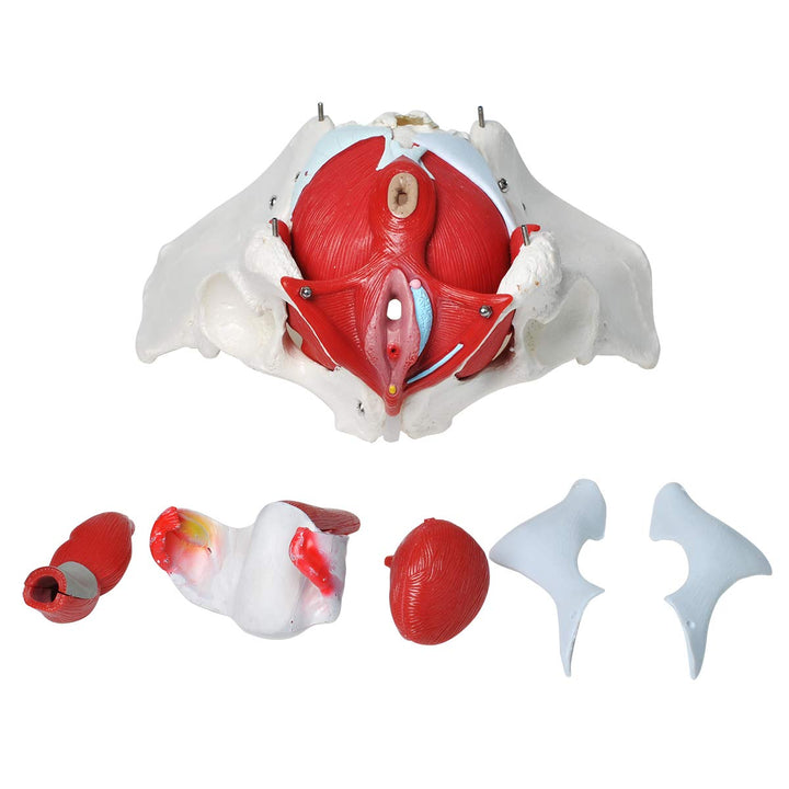 Pelvic Floor Model, Female Pelvis Model, Pelvic Floor Muscle Anatomical Model with Removable Organs for Medical Teaching Students Study Science Education