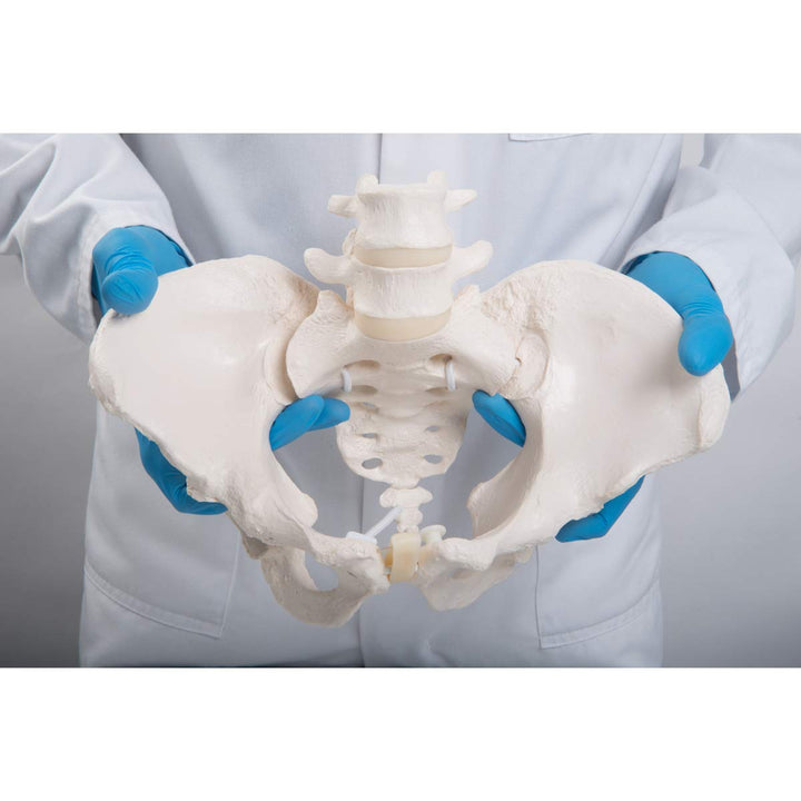 GmbH 1019864 Flexible Female Pelvis Model, Life Size, Bone