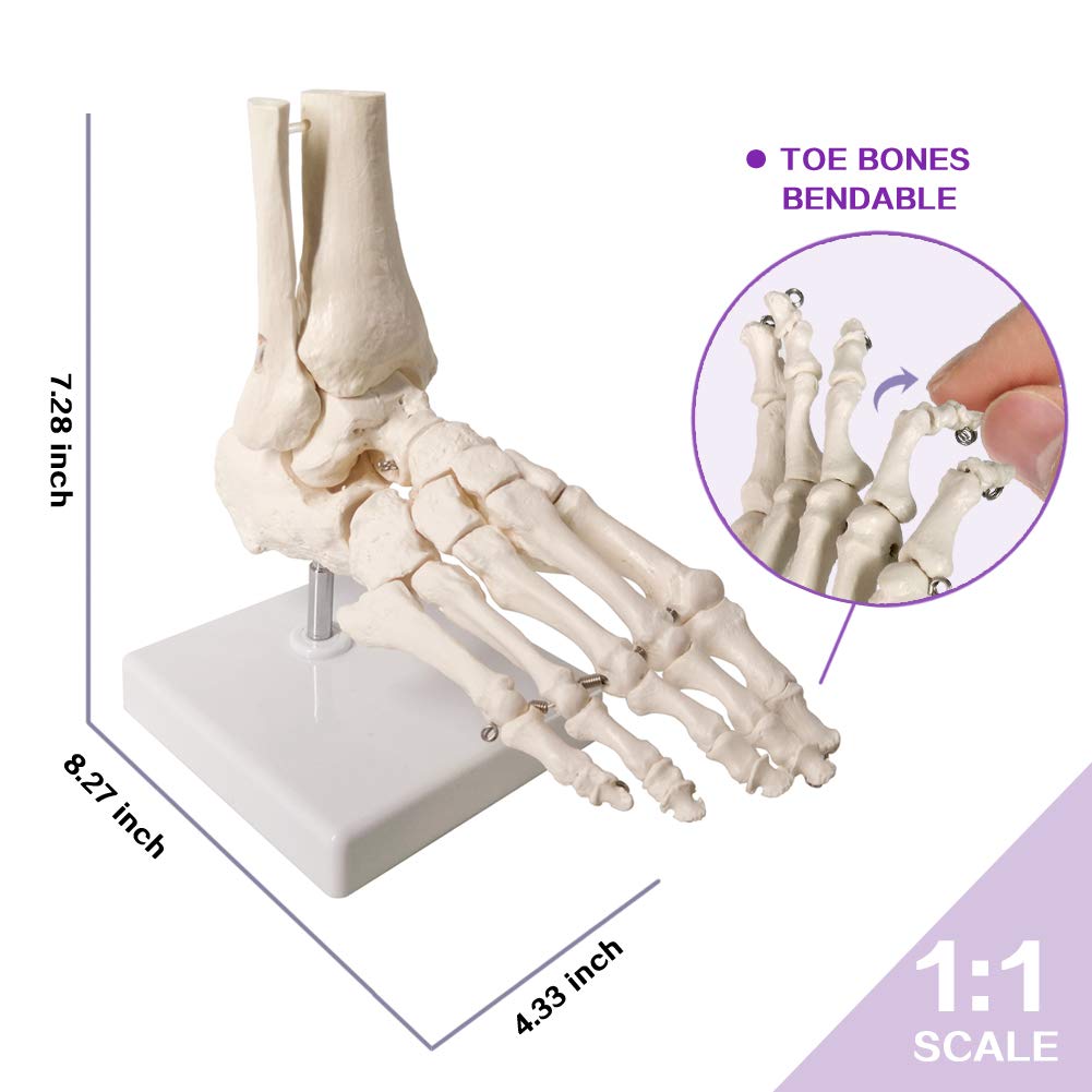 Evotech Scientific Human Foot and Ankle Model, Life Size Medical Anatomy Foot Skeleton Model W/Tibia Fibula, Right, Fully Articulated, Human Skeleton Model for Medical Study &amp; Science Classroom