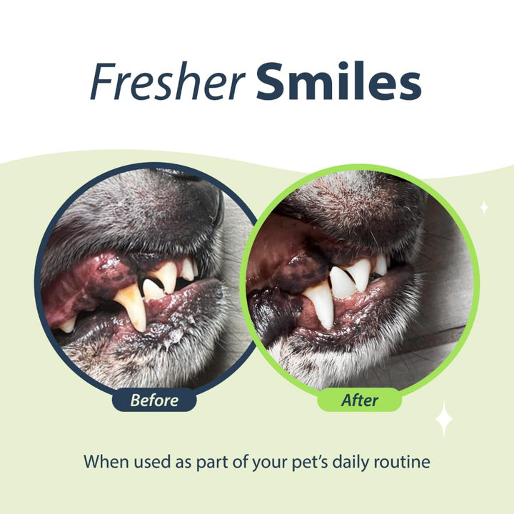 Water Additive for Cats, Original Formula, 8 oz – Cat Breath Freshener – Products for Cats to Help Overall Cat Dental Health