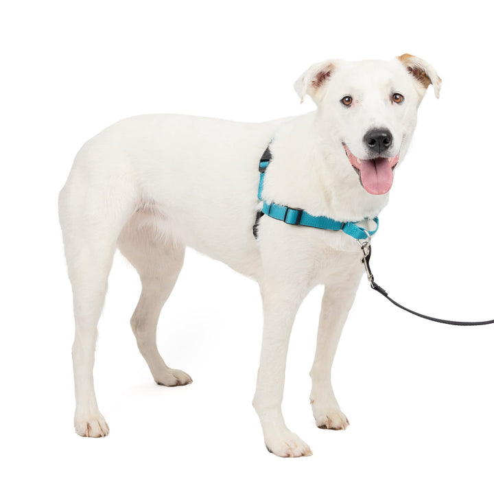 Easy Walk Deluxe Dog Harness, No Pull Dog Harness – Perfect for Leash &amp; Harness Training – Stops Pets from Pulling and Choking on Walks – Medium/Large, Ocean