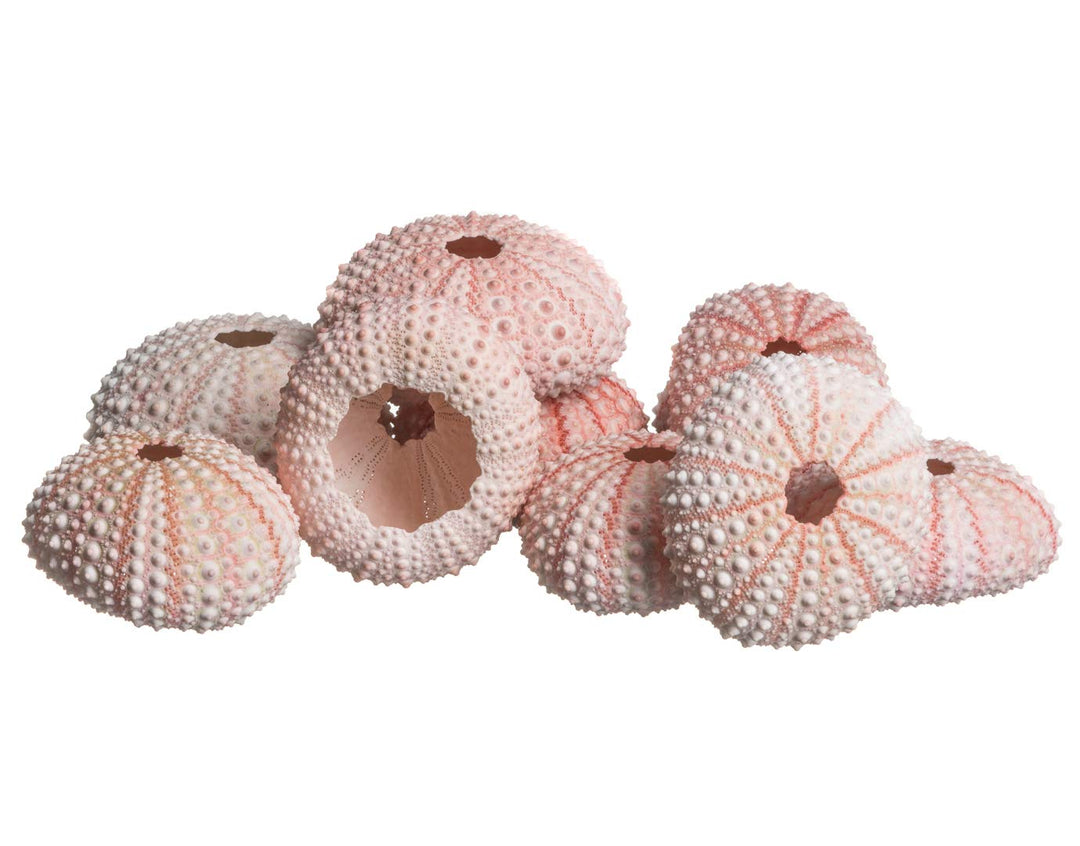 Sea Urchins Shells for Air Plants - 10 Pink (1-2) Sea Urchin Shells - Hanging Air Plant Holder - Air Plants Live Holders - No Plants Included