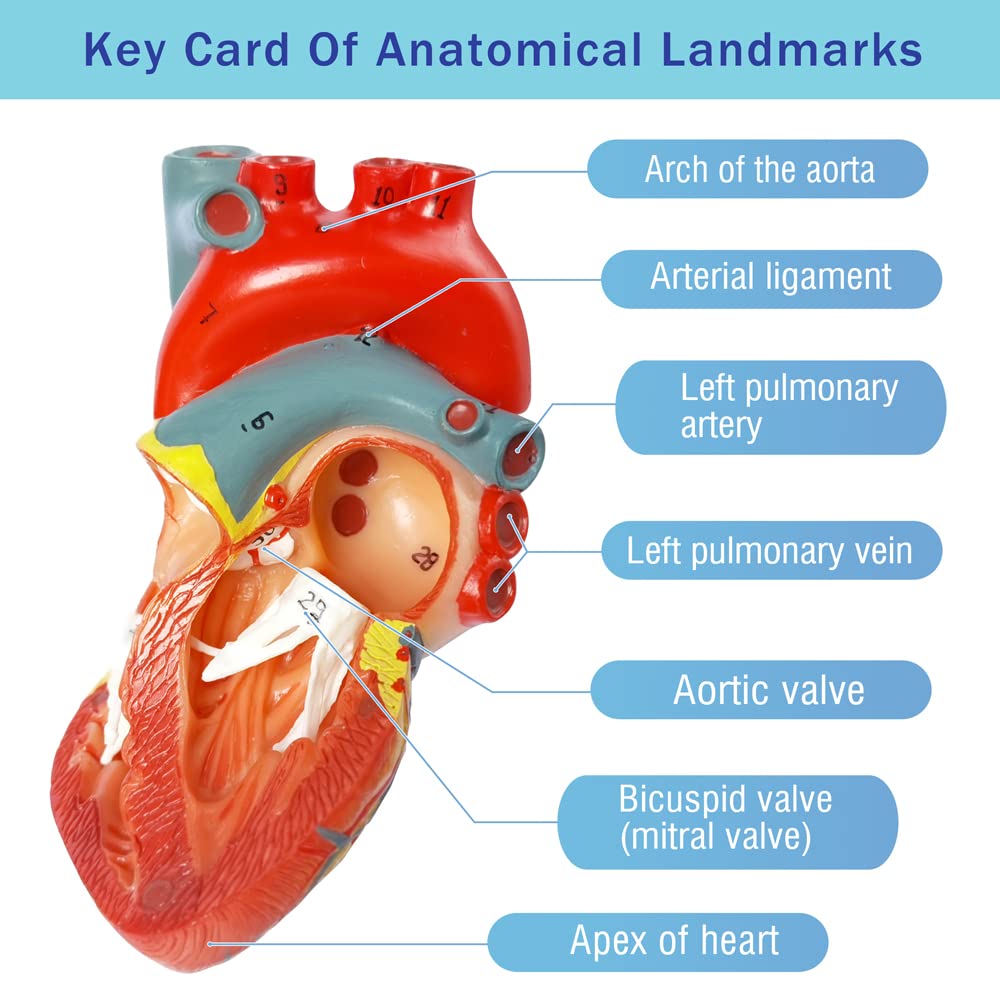 Human Heart Model For Anatomy, 2 - Part Heart Models Anatomy Life Size Medical Heart Model for Classroom and Cardiology Study