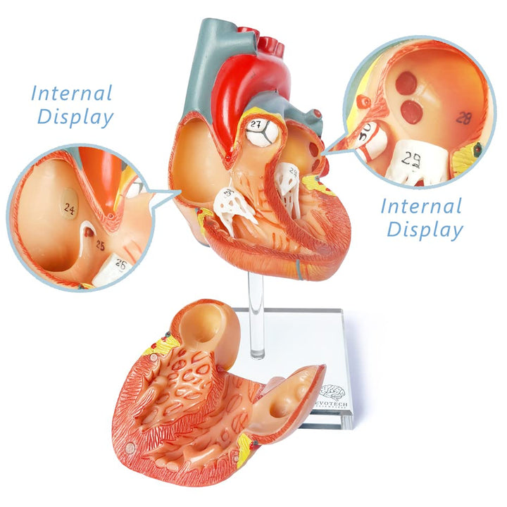 Human Heart Model For Anatomy, 2 - Part Heart Models Anatomy Life Size Medical Heart Model for Classroom and Cardiology Study