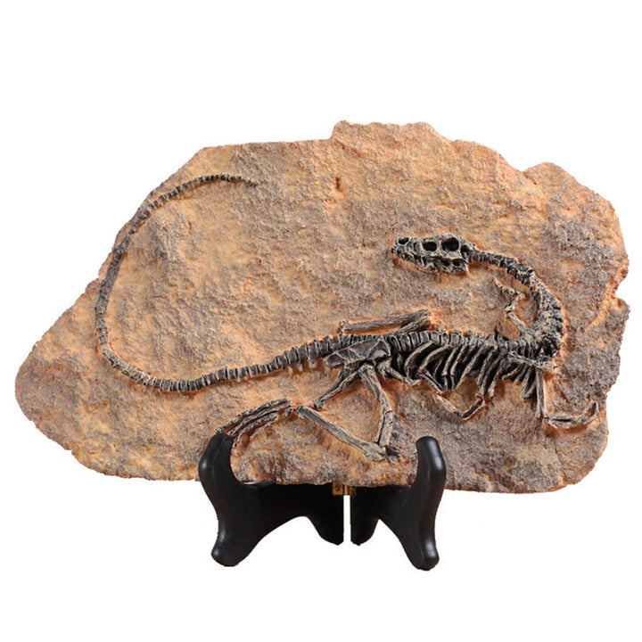 Resin Dinosaur Fossil Statue Model Simulated Skeleton Home Office Display Decorative Craft Box Decoration (Style 1)