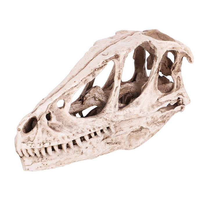 Fdit Resin Dinosaur Skull Model Simulated Animal Skeleton Home Office Decor Craft Teaching Prop