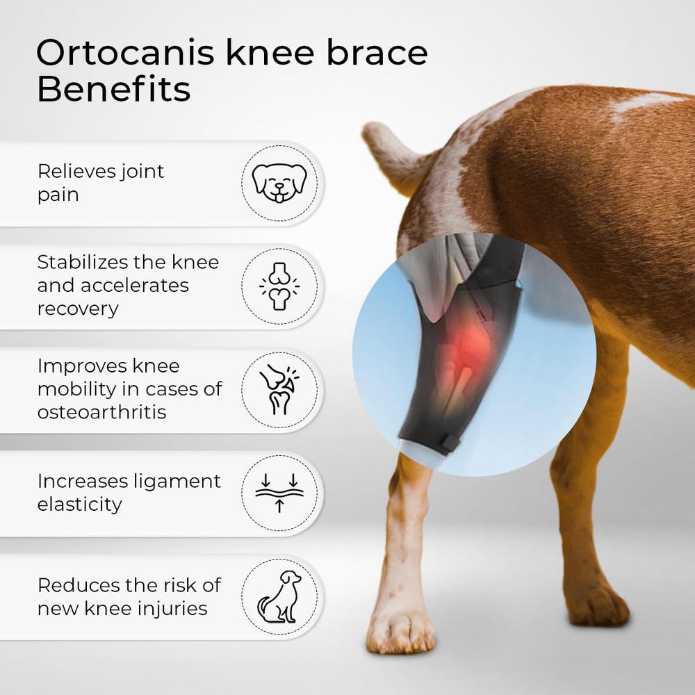 Dog Knee Brace for Torn Acl Hind Leg, Cruciate Ligament Injuries, Patella Dislocation or Osteoarthritis (X-Large, Right Leg) - Dog Acl Knee Brace - Dog Braces for Back Leg for Support