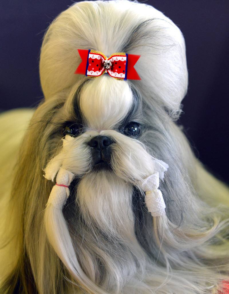 Yoy 24Pcs/12 Pairs Adorable Grosgrain Ribbon Pet Dog Hair Bows with Rubber Bands - Puppy Topknot Cat Kitty Doggy Grooming Accessories Bow Knots Headdress Flowers Set for Groomer