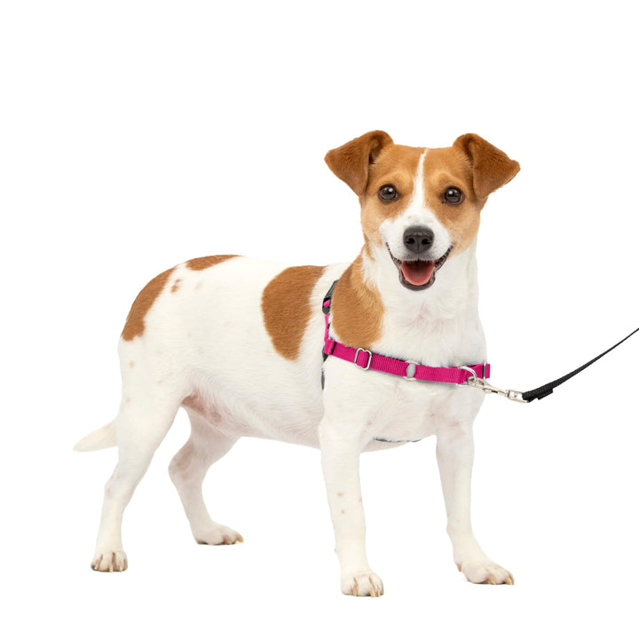 Easy Walk No-Pull Dog Harness - The Ultimate Harness to Help Stop Pulling - Take Control &amp; Teach Better Leash Manners - Helps Prevent Pets Pulling on Walks, Small, Raspberry/Gray