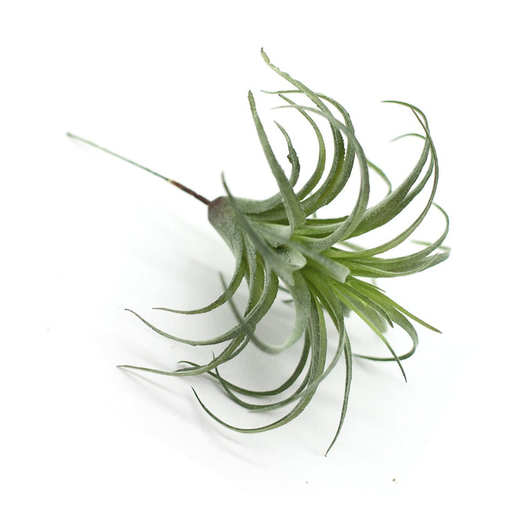 ZJCilected 2PCS Artificial Flocking Tillandsia Air Plan