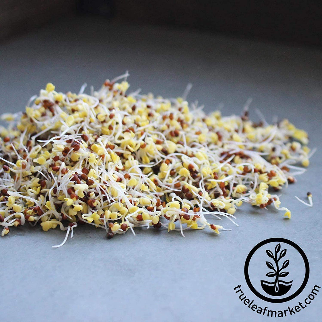 Broccoli Sprouts Seeds Organic- 1 Lb - Non-GMO Organic Broccoli Seeds for Sprouting, Microgreens Sprouting Seeds, Contain Sulforaphane