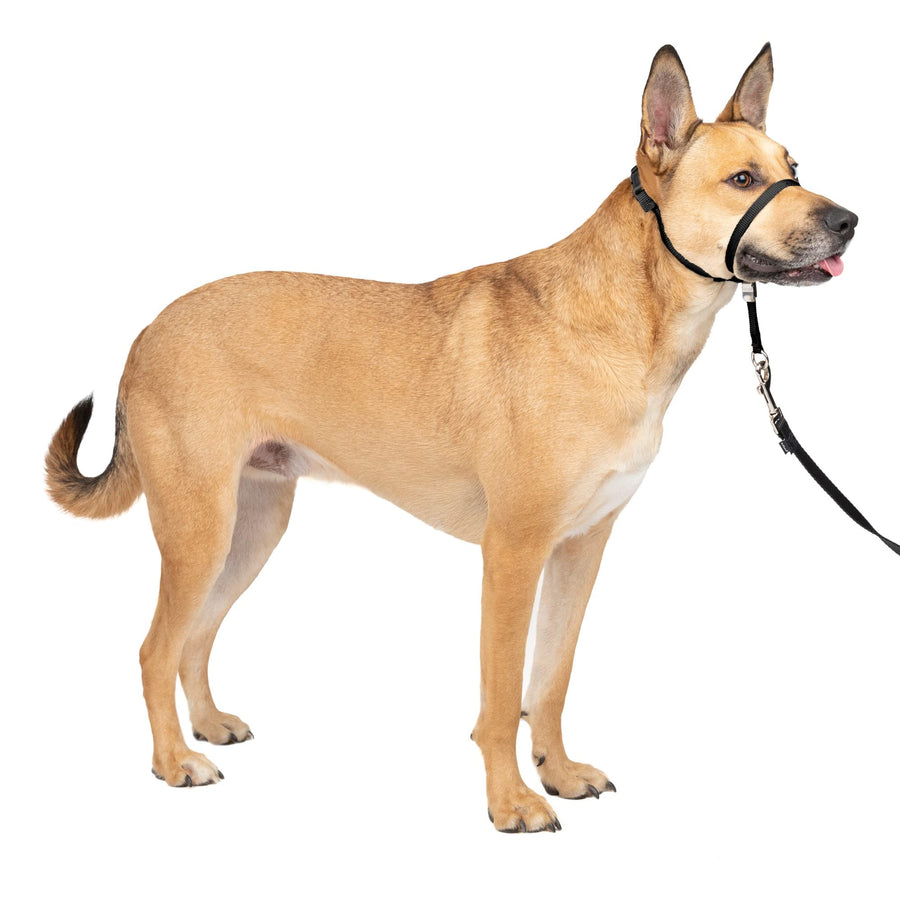 Gentle Leader No-Pull Head Collar for Dogs, Dog Head Collar - The Ultimate Solution to Pulling, Padded Nose Loop, Quick-Snap Neck Strap, Dog Halter, Medium - Black