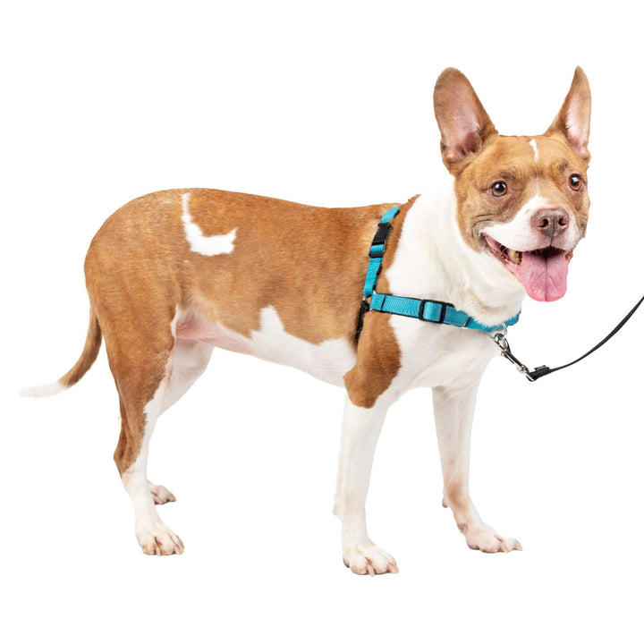 Easy Walk Deluxe Dog Harness, No Pull Dog Harness – Perfect for Leash &amp; Harness Training – Stops Pets from Pulling and Choking on Walks – Medium, Ocean