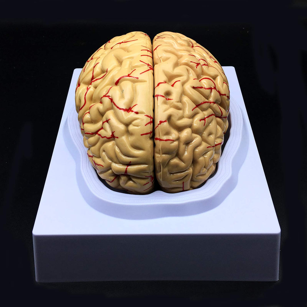 Human Brain Model, Anatomically Accurate Brain Model Li