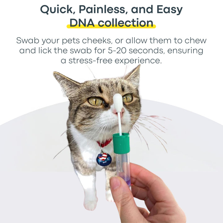 Cat DNA Test Kit - Comprehensive Breed, Health and Dental Analysis Across 114 Traits for Accurate and Easy-to-Use Genetic Insights