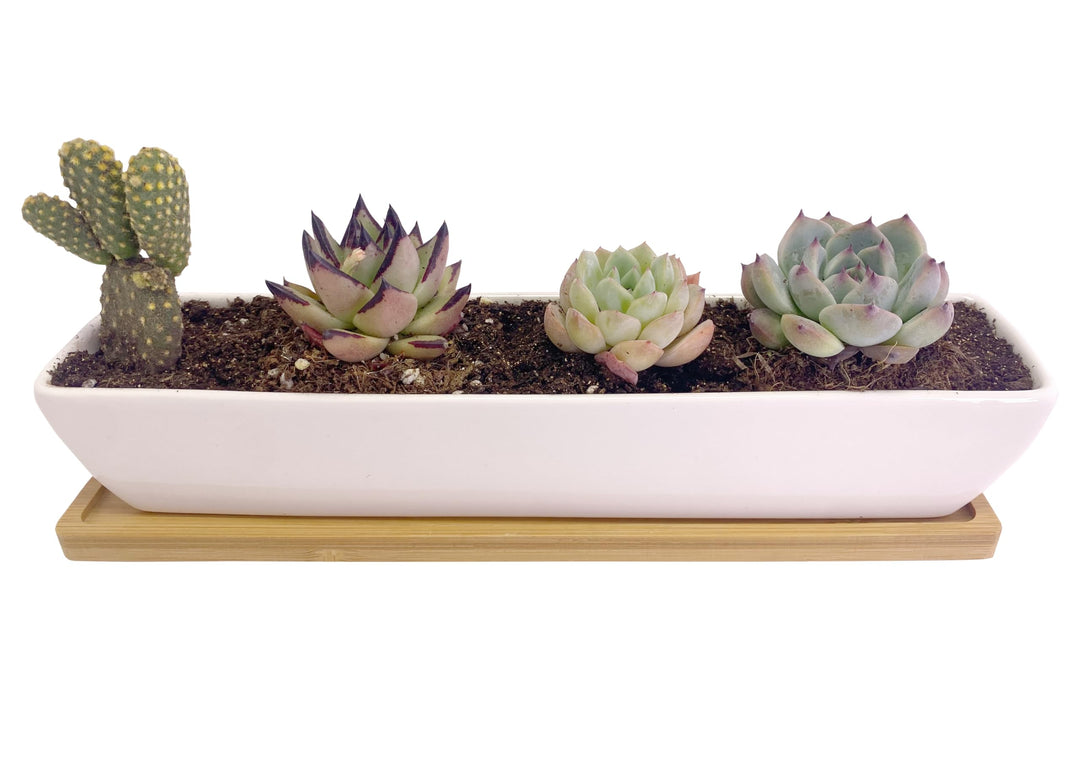 White Ceramic Long Rectangle Succulent Planter Pots with Bamboo Saucers/Mini Flower Plant Containers 11.1 Inch Succulents Planter Home Decor(Long Rectangle