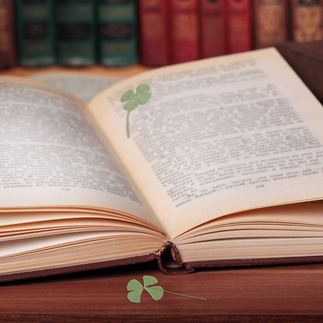 KKC 24 Pcs Four-Leaf Clover Natural Pressed Dried Leaves Real Leaf Plant for DIY Jewelry Art Craft