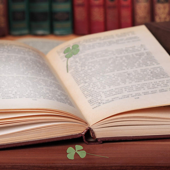 KKC 24 Pcs Four-Leaf Clover Natural Pressed Dried Leaves Real Leaf Plant for DIY Jewelry Art Craft