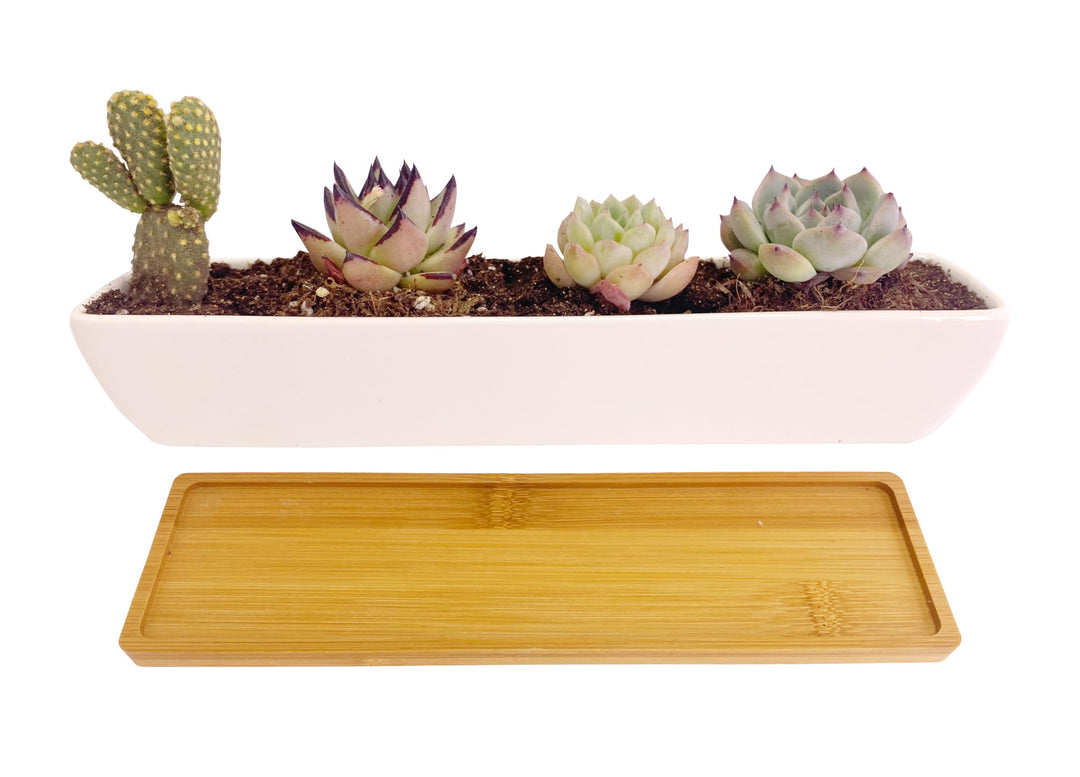 White Ceramic Long Rectangle Succulent Planter Pots with Bamboo Saucers/Mini Flower Plant Containers 11.1 Inch Succulents Planter Home Decor(Long Rectangle