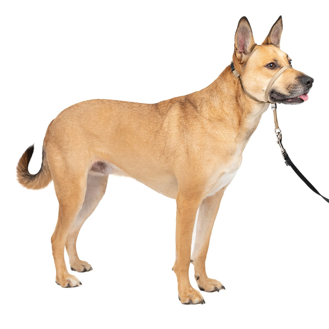 Gentle Leader No-Pull Dog Headcollar - The Ultimate Solution to Pulling - Redirects Your Dog&#39;s Pulling for Easier Walks - Helps You Regain Control - Medium, Fawn