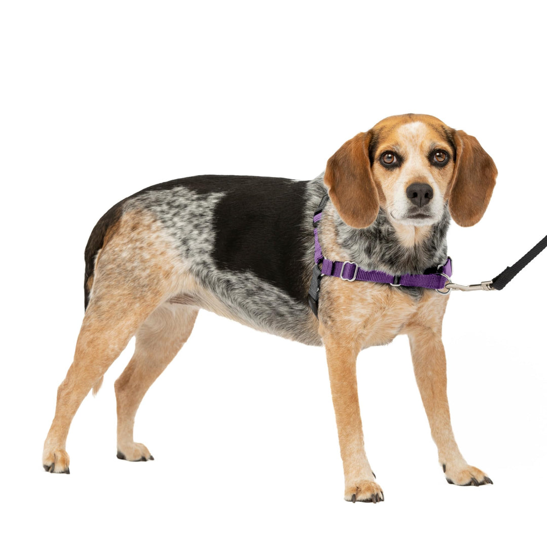 Easy Walk No-Pull Dog Harness - The Ultimate Harness to Help Stop Pulling - Take Control &amp; Teach Better Leash Manners - Helps Prevent Pets Pulling on Walks, Small/Medium, Deep Purple/Black