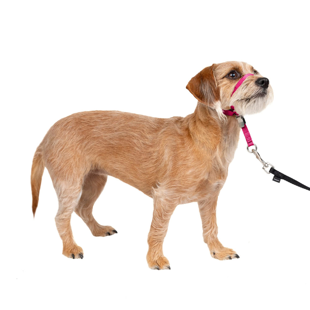 Gentle Leader No-Pull Dog Headcollar - The Ultimate Solution to Pulling - Redirects Your Dog&#39;s Pulling for Easier Walks - Helps You Regain Control - Small, Raspberry Pink,1 Count (Pack of 1)
