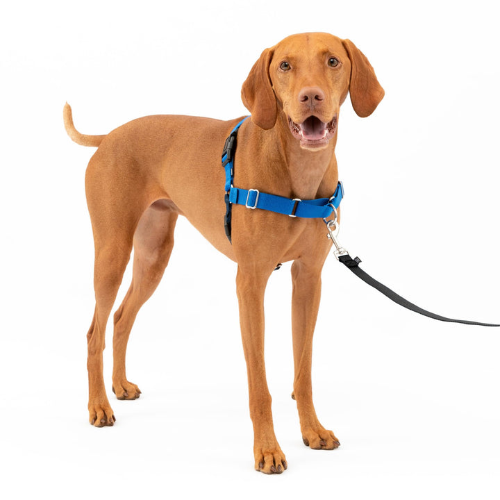 Easy Walk No-Pull Dog Harness - The Ultimate Harness to Help Stop Pulling - Take Control &amp; Teach Better Leash Manners - Helps Prevent Pets Pulling on Walks, Medium, Royal Blue/Navy Blue