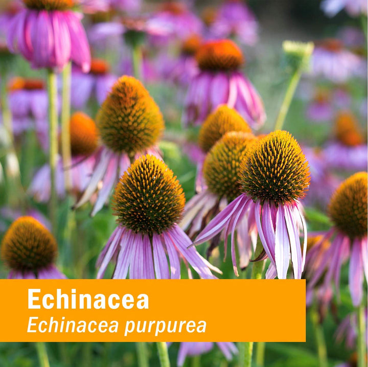 Herb Pharm Organic Echinacea Root Extract, Alcohol-Free