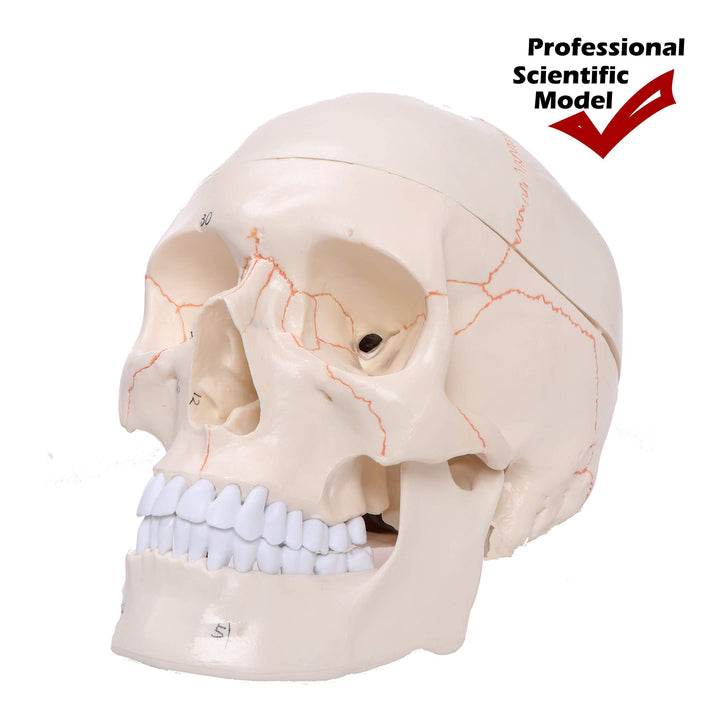 Altratech Human Skull Model Life-Size with Brain Removable Skullcap Professional Grade Anatomical Skull Model for Science Education, with Base (Life-Size)